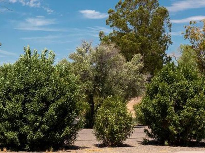 Callville Bay Campground is a beautiful campground located in a desert setting