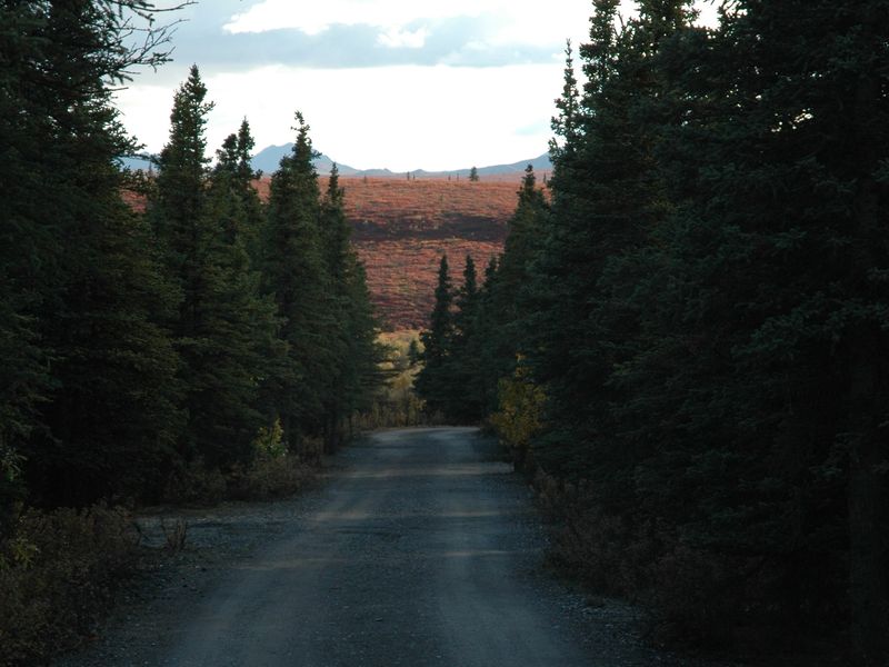 South of the campground, the spruce forest ends and views of the Alaska Range become possible