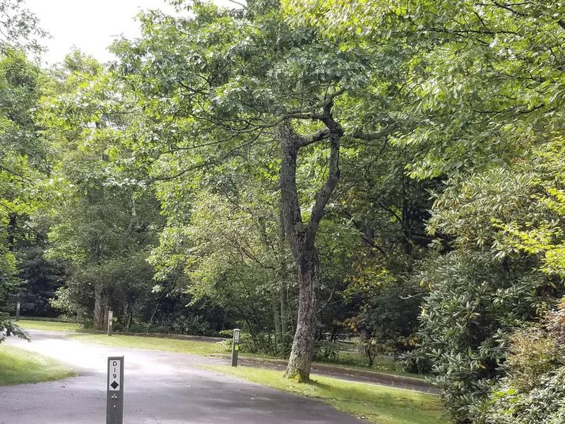 Tall trees and high elevation help keep the campground cool.