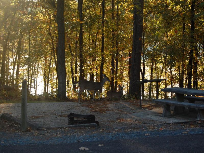 Jefferson Ridge Wildlife