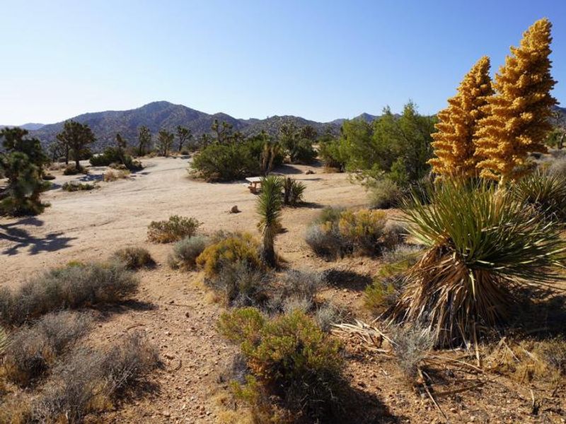 Lush Joshua Trees and beautiful views of the Little San Bernardino Mountains
