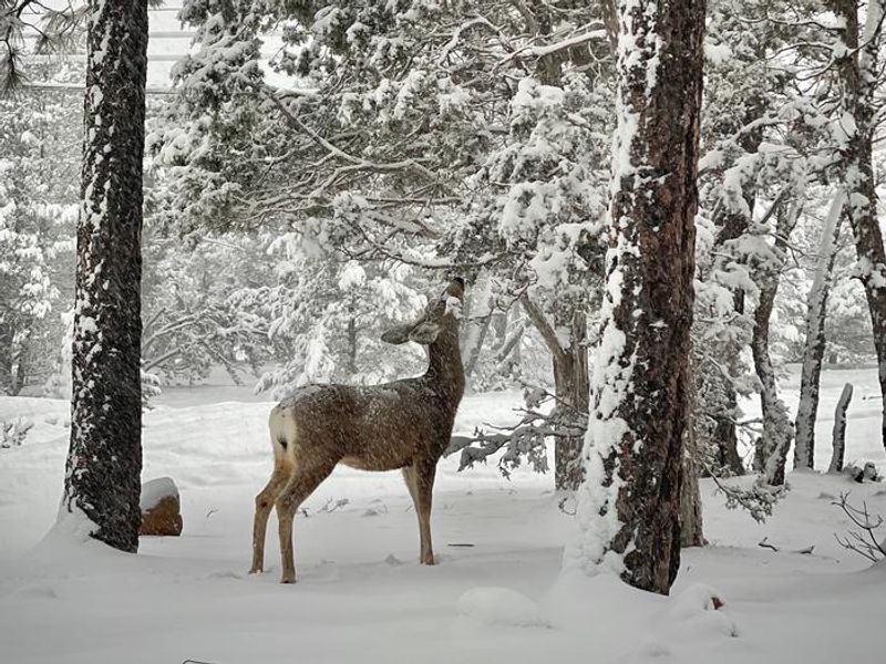 Snow at Mather Campground can be a magical experience. Be prepared check Weather forcast and web cams.