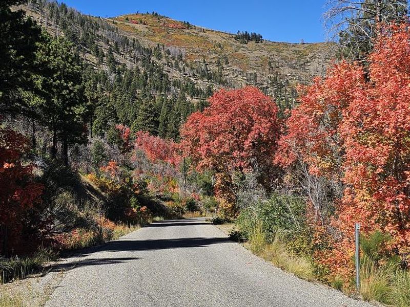 Fall colors along the road to Price Canyon campground
