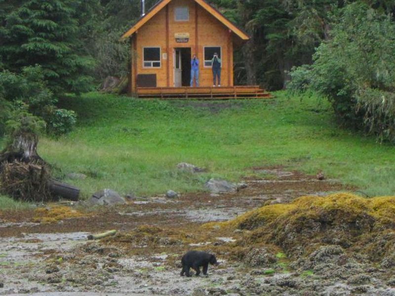 Bear viewing from previous cabin