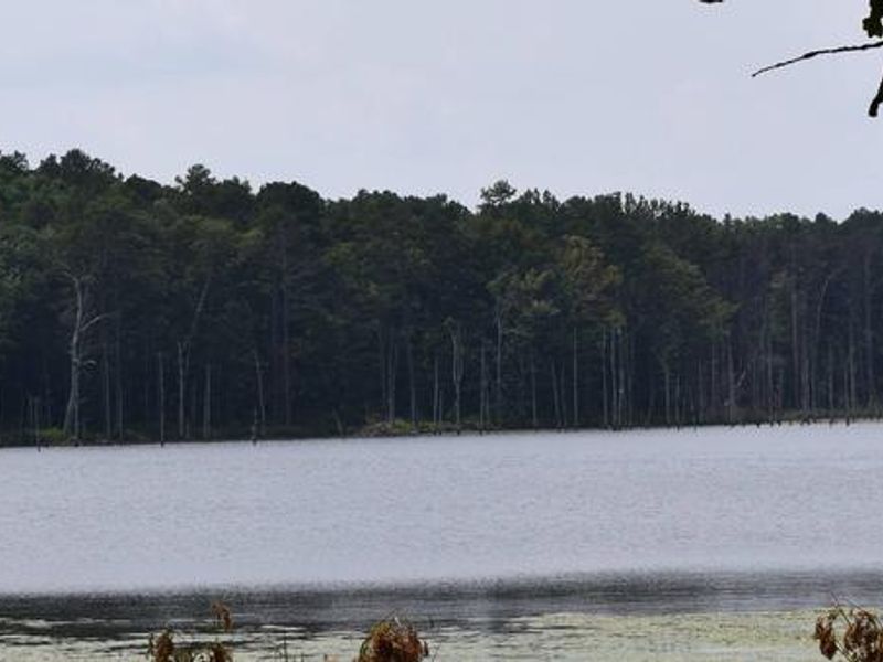 View from picnic area of Pinewoods Lake