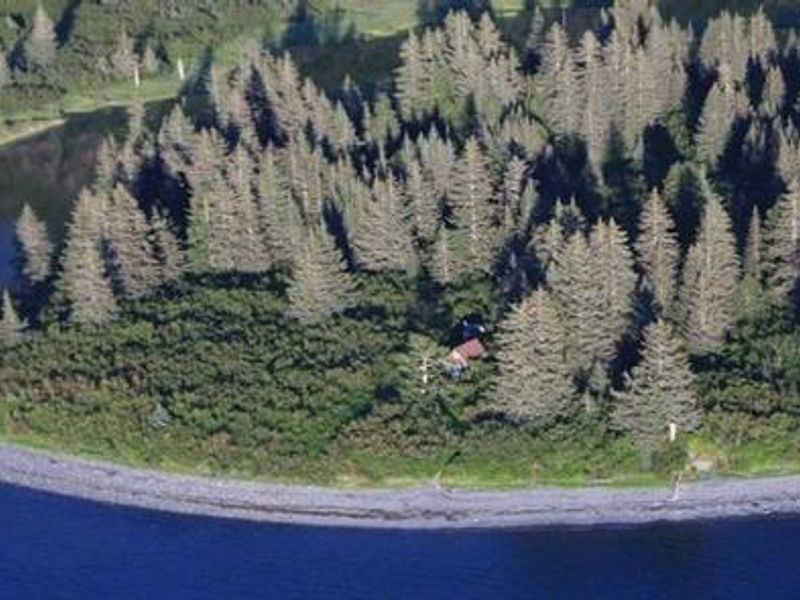 An aerial view of Aialik cabin surrounded by spruce trees