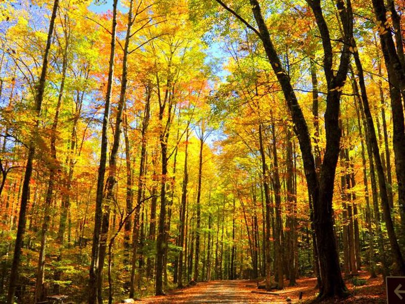 The campground is located 2 miles up on Cosby Park Rd. from Hwy 32