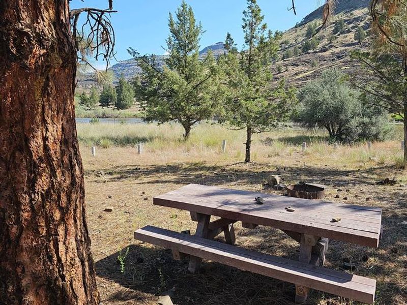 Service Creek walk-in campsite with large ponderosa pine tree