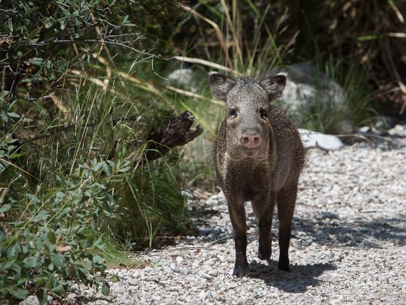 Javelina taking a stroll along a gravel road.