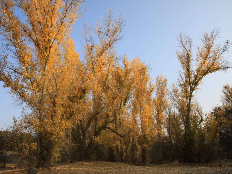 Cooler fall weather brings warm colors to the towering cottonwood trees in the Horseshoe Road Campground.