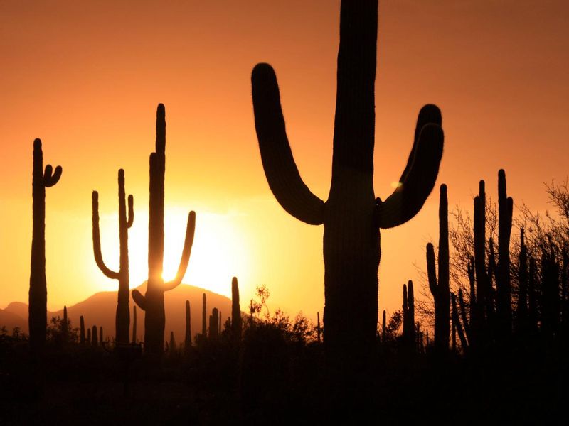 The saguaros are sad to see you go when the day ends, so stay around awhile!