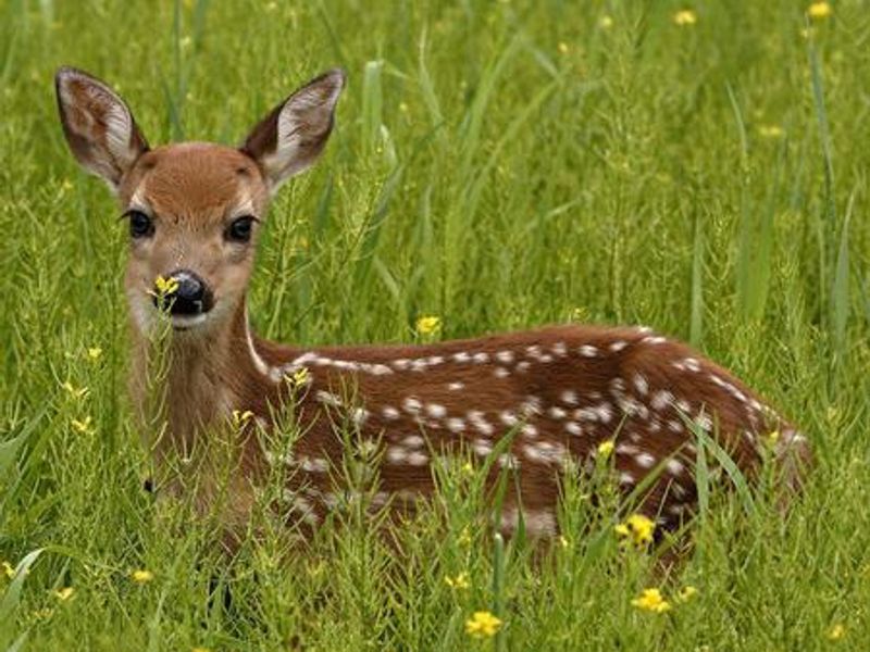 Various wildlife can be seen in the Spillway Recreation and surrounding areas.