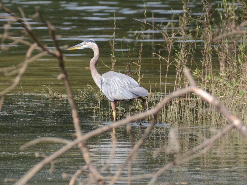 Payne Campground frequent visitor, a blue heron.