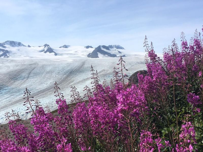 Exit Glacier with fireweed in the foreground at Kenai Fjords National Park