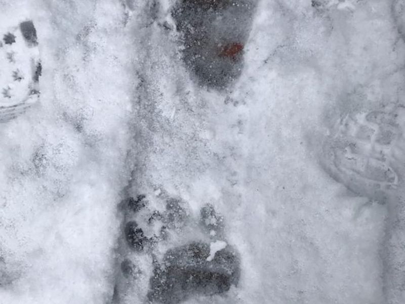 Bear tracks on the boardwalk of the Wetlands Trail.