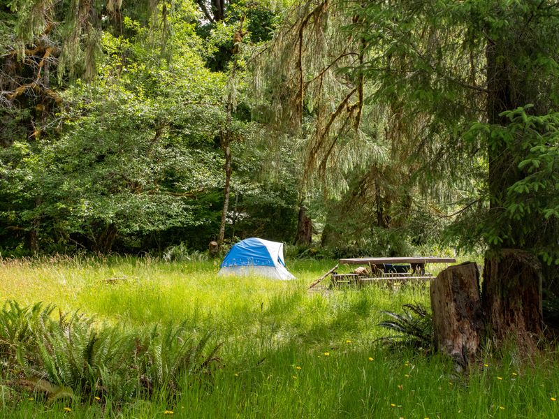 A campsite in the Hoh Rain Forest Campground.
