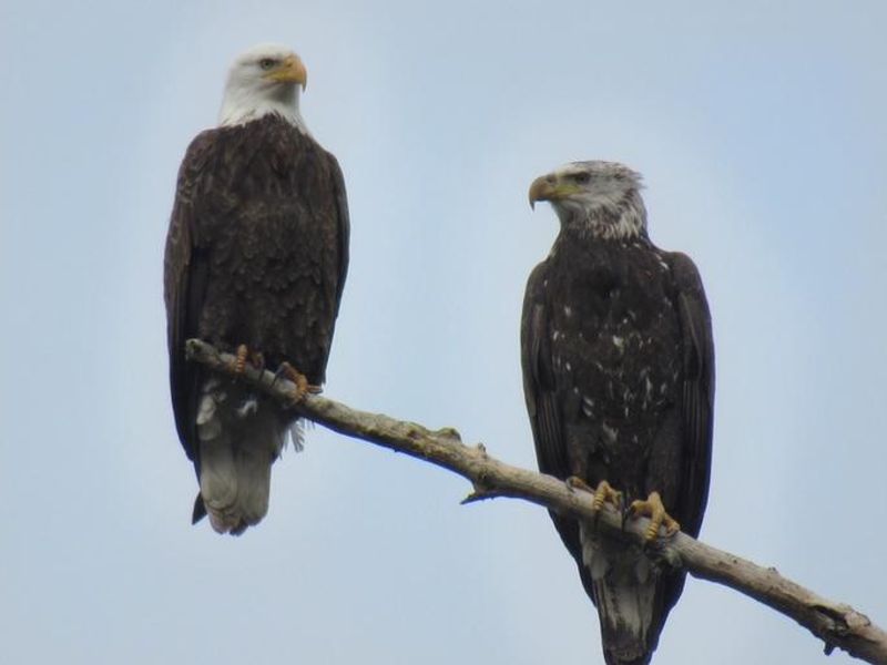 See native wildlife species such as the bald eagle at Horseshoe Road Recreation Area