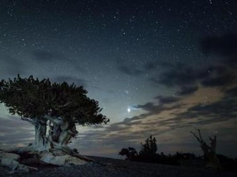 Bristlecone Pine in Great Basin National Park
