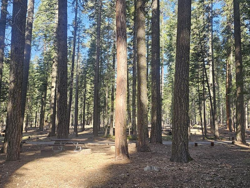 Camp below the gorgeous conifers at Gurnsey Creek Group Campground