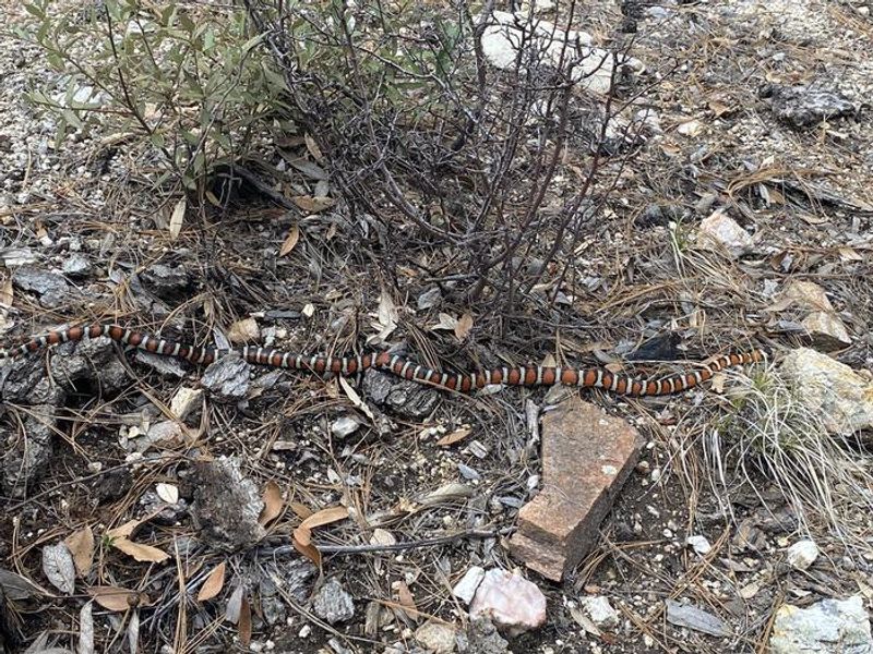 It is a special treat to view a Sonoran Kingsnake in the higher elevation of Saguaro NP