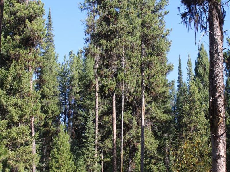 Campsite between trees