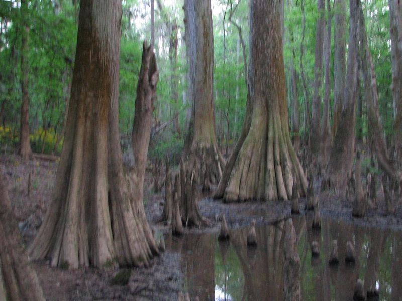The endless wet terrain and wide Bald Cypress (Taxodium distichum) trees  in Congaree National Park.