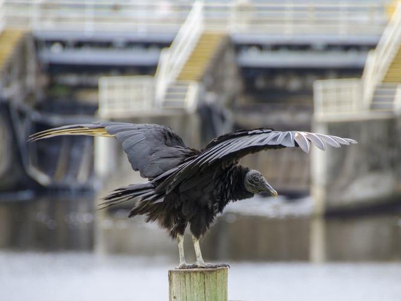 Black Vulture spreading his wings