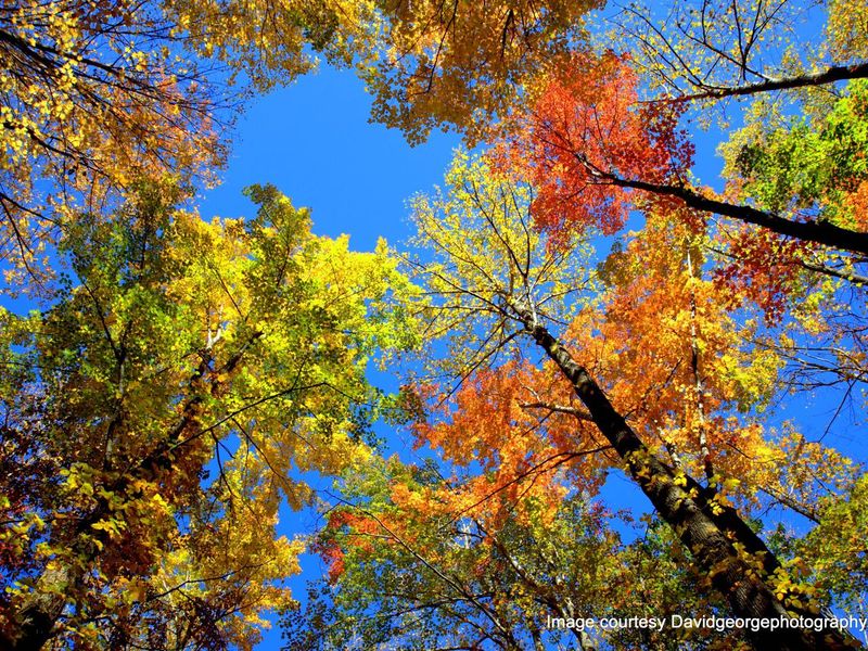 Fall tree tops at Cosby Campground