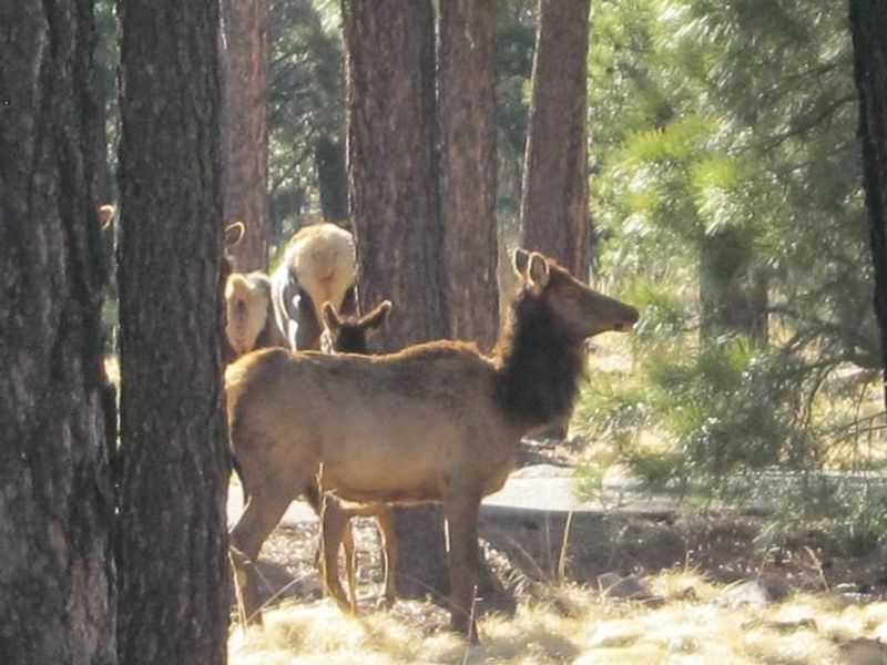 Elk grazing at Woods Canyon Lake