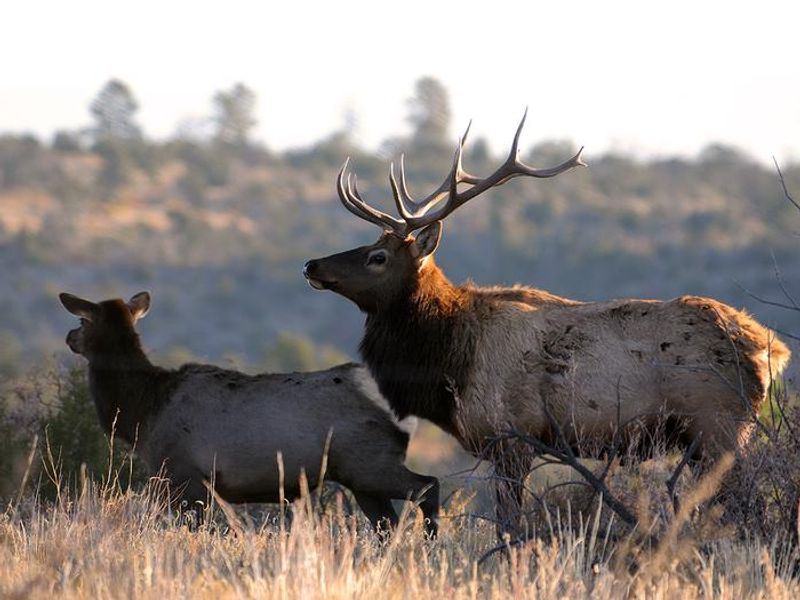 Wildlife is plentiful in Bandelier National Monument. Elk inhabit the higher elevations for much of the year but venture down in the winter months. 