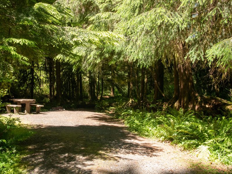 A campsite at North Fork Campground nestles among trees and ferns.