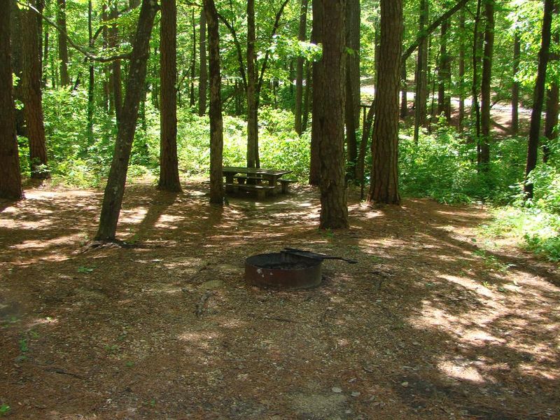 One of the campsites at Jeff Busby featuring a fire ring and picnic table.