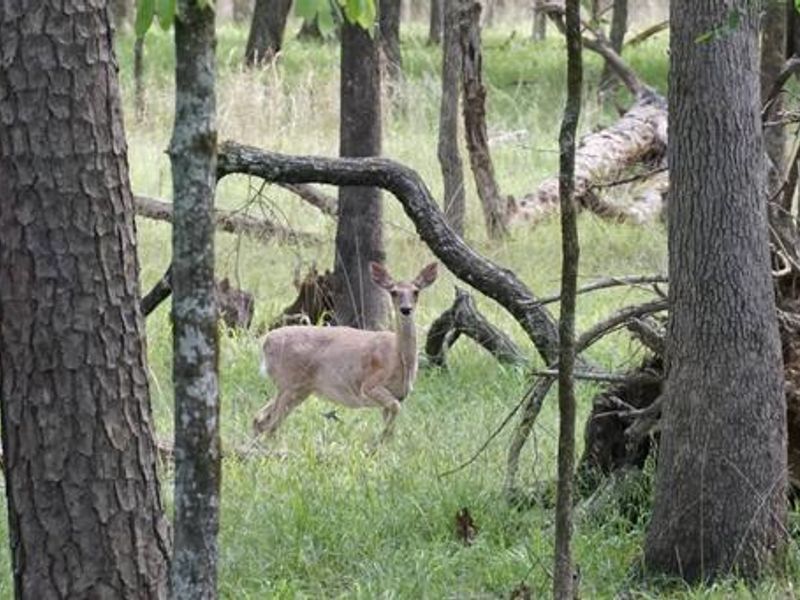 Tompkins Bend Campground