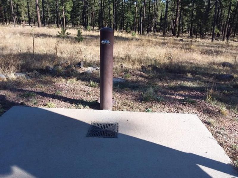 HOYER Bear Loop Water Spout