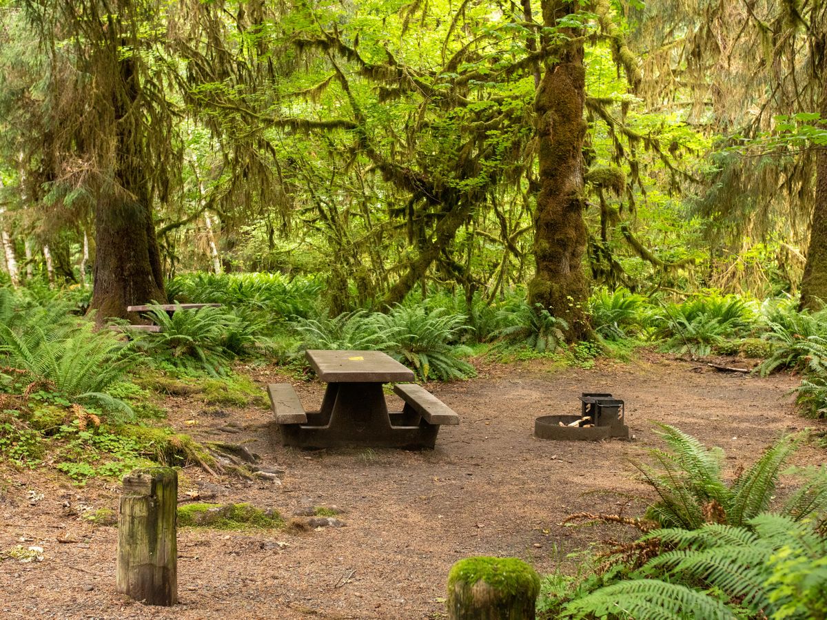 A site in the Hoh Rain Forest Campground.