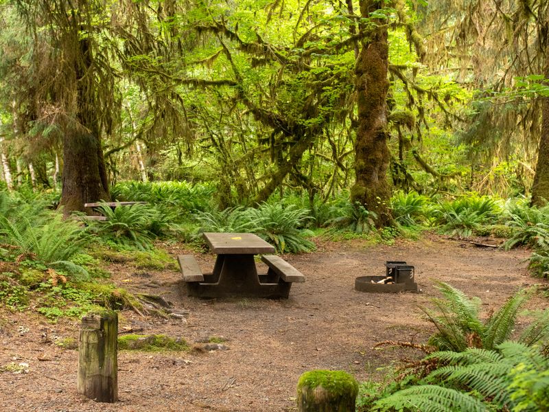 A site in the Hoh Rain Forest Campground.