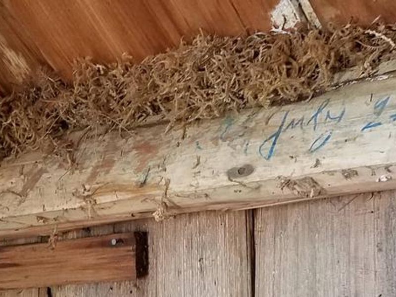 Interior of Salmon Lake Cabin ... Lichen Chinking