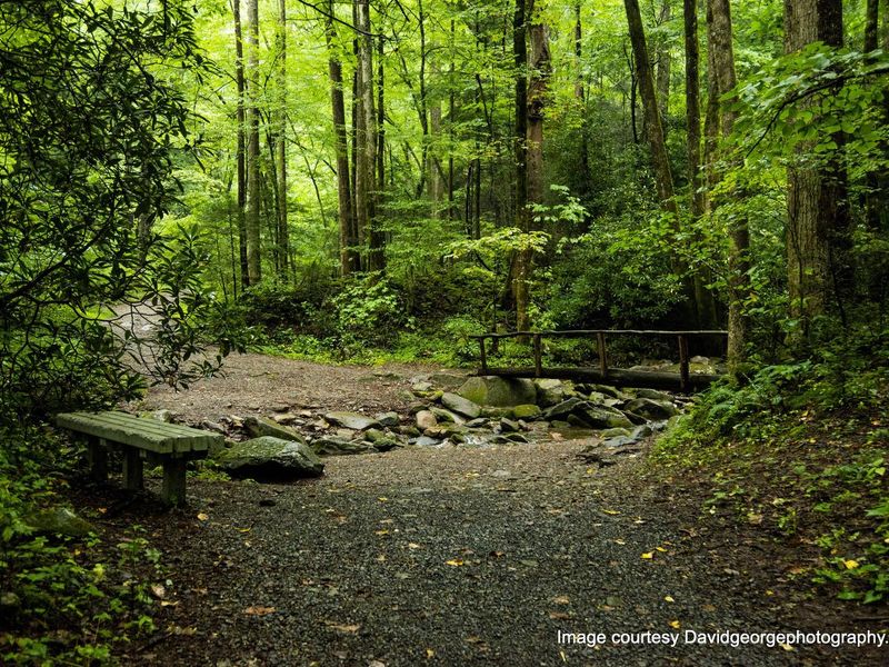 Bench and footbridge on trail to Sutton Ridge. 