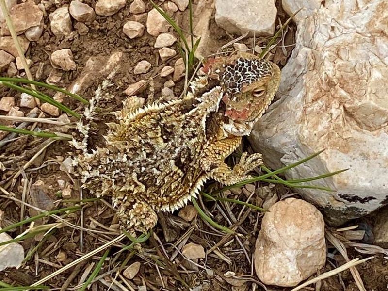 This Horned Lizard was seen along the trail near Dog Canyon.