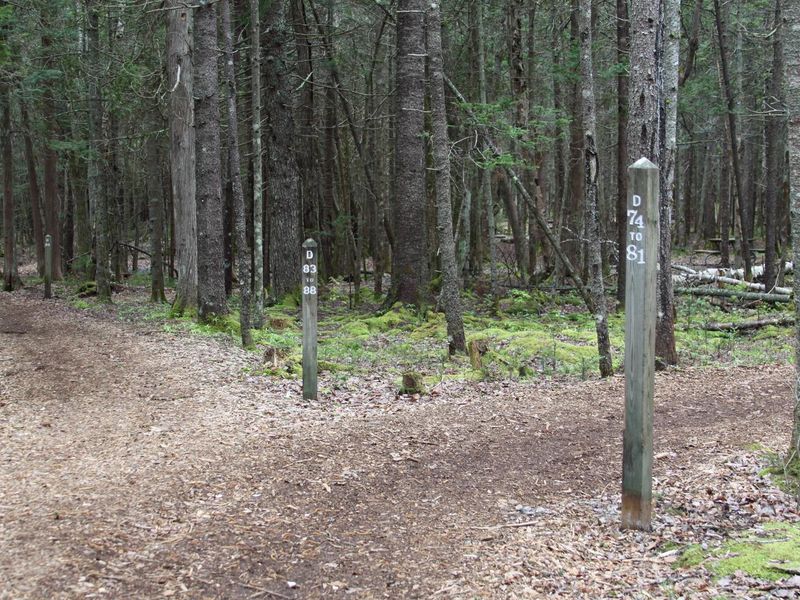 Typical woodchip path in D-Loop ("Walk-to" campsites)