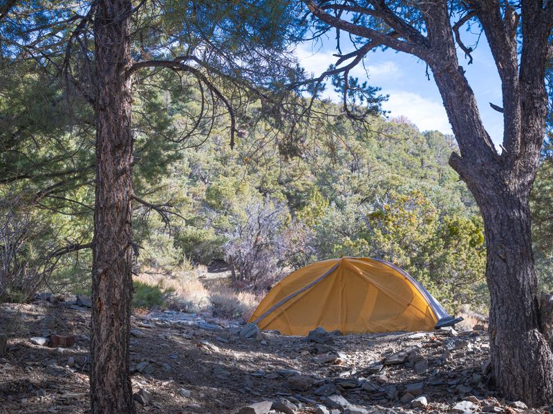 All sites are spacious and surrounded by tall trees.