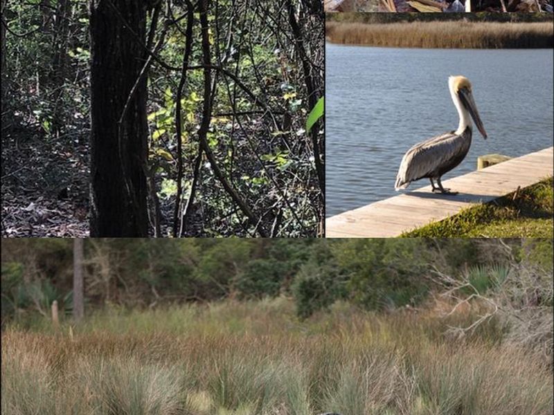 We have lots of wildlife and animals around the campground and in the park to see. Raccoons, turtles, pelicans, and alligators are just a few.