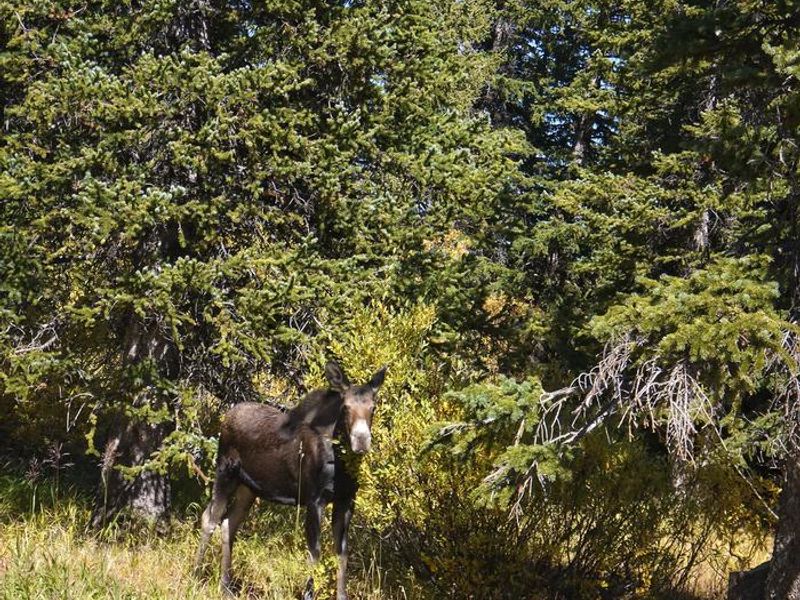 Moose at Bald Mountain