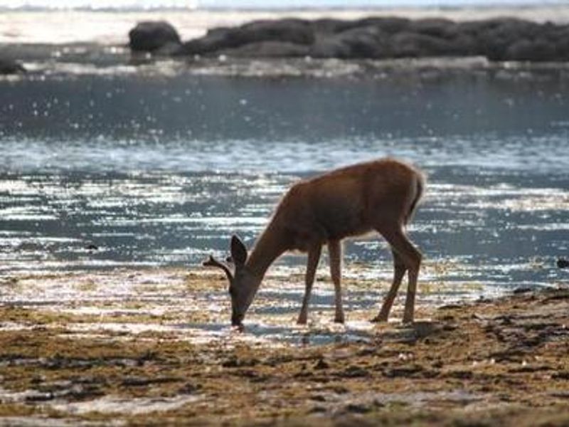 Deer Drinking