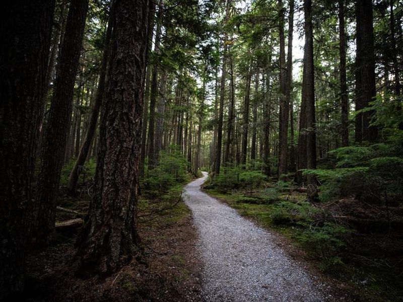 Forest with a gravel path through it.