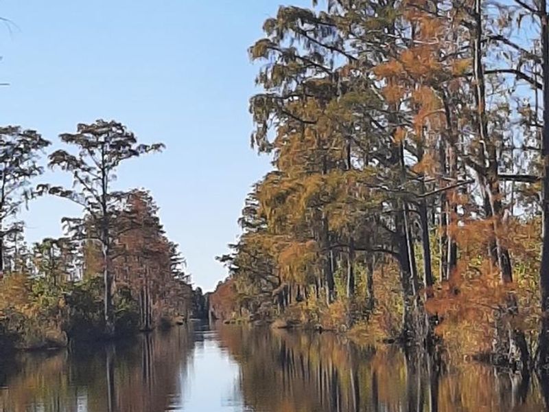 Photo of water reflecting cypress trees and blue sky