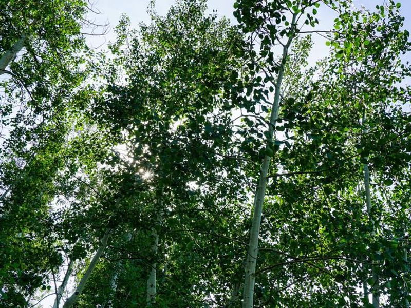 Payson Lakes Campground