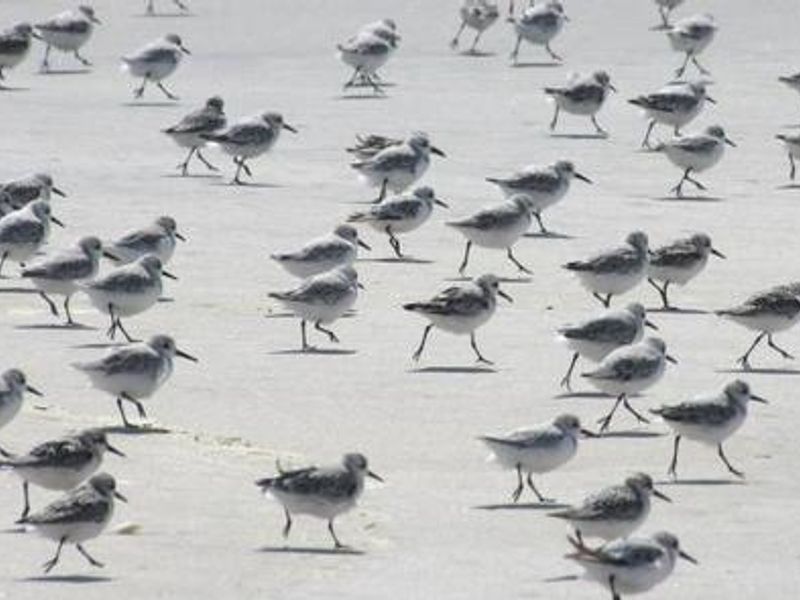 Sandpipers are just one of the many species of waterfowl found along the shoreline.