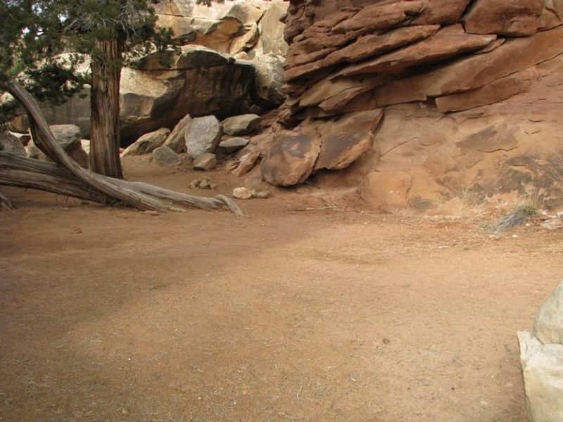 Tent placement space in the sand near a tree and slickrock.