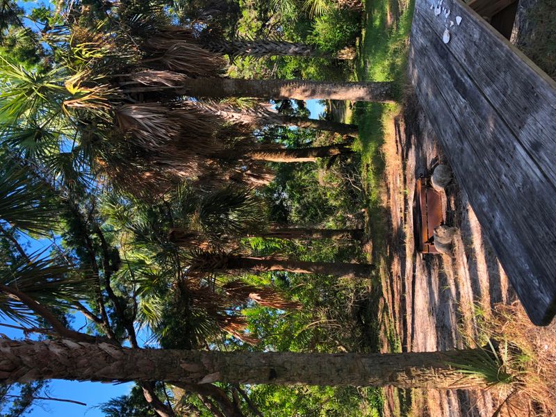 A picnic table and fire pit under the canopy of palm trees, pine trees, cedars and scrub oak.
